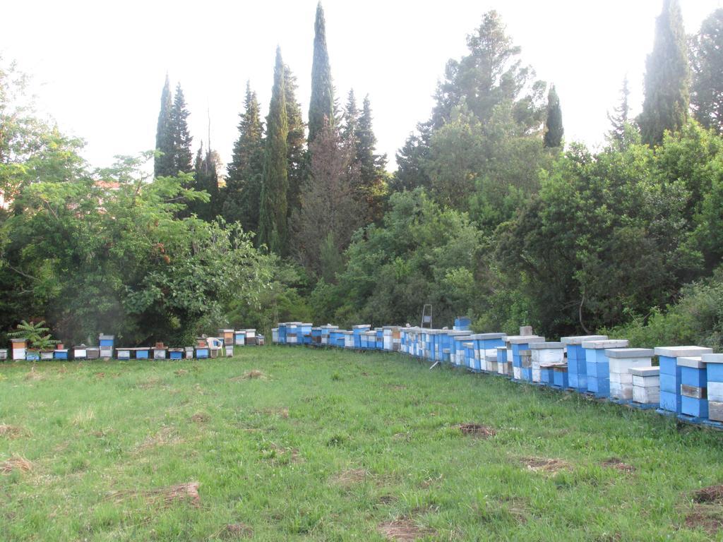 Apartment Mitric Pluzine Εξωτερικό φωτογραφία